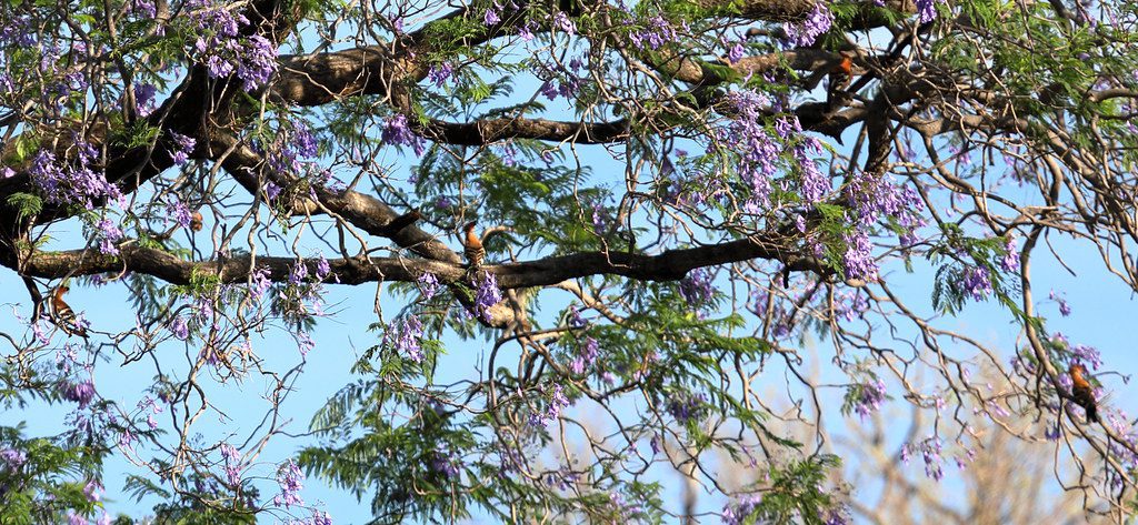 Governo eleva tarifa de importação da fibra óptica