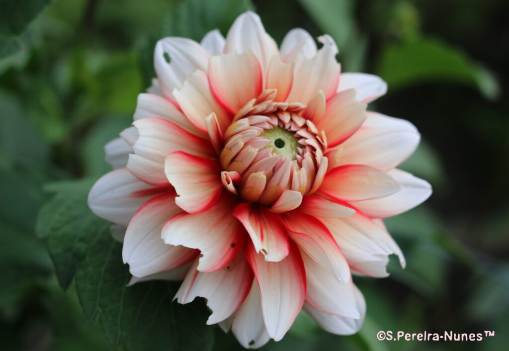 Expansão do IoT no Brasil: desafios e oportunidades para startups