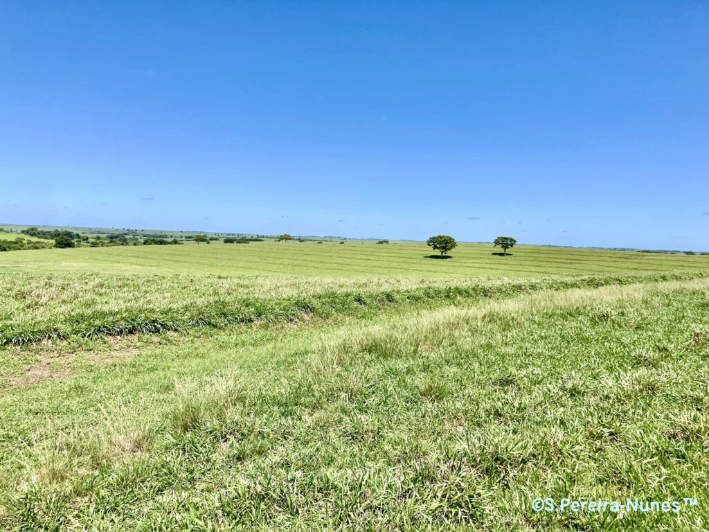 Mercado espera escalada de redes privativas em 2025