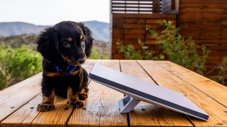 Antena Starlink Mini ao lado de um cachorro pequeno