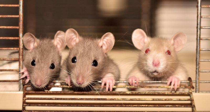Ratos com dois pais machos gerados em experimento sobrevivem até a idade adulta