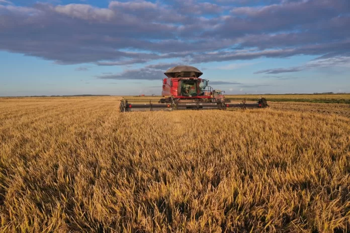 Agropecuária Canoa Mirim conecta produção de arroz e grãos com rede 4G